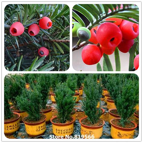 100% Real chinese Taxus chinensis tree seeds Bonsai Rare Yew Outdoor ...