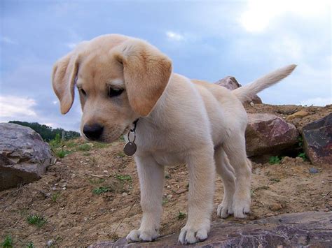 When is a Labrador fully grown? – petsKB