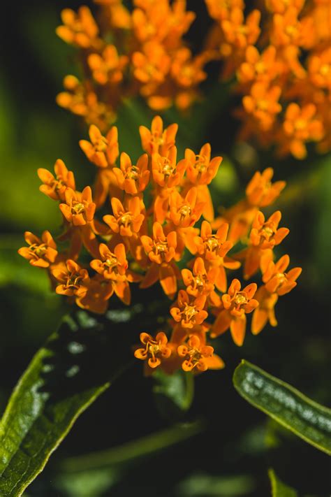 Butterfly Milkweed – TZ Native Plants Sales