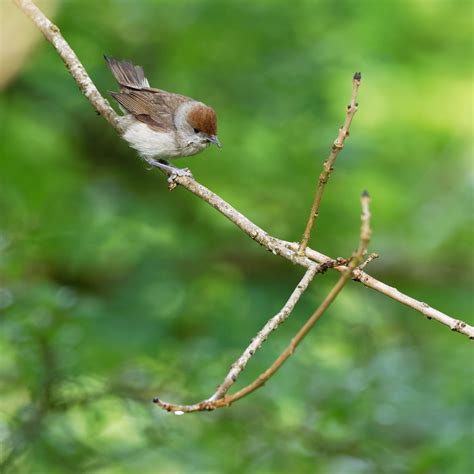 Female Blackcap | BirdForum