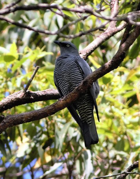 sunshinecoastbirds: Square-tailed Kite Nesting on Sunshine Coast