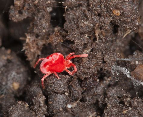 Zen Through a Lens: Red Velvet Mite-Tiny Treasure of the Forest Floor