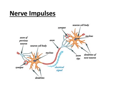 Nerve Impulses