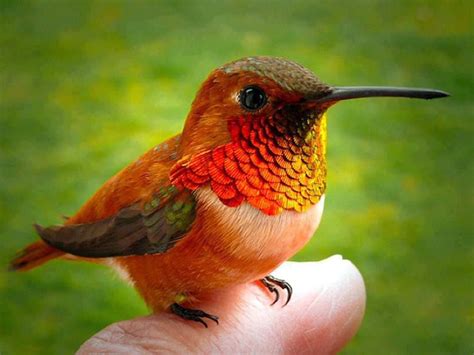 Pin by Joyce Means on Animals | Baby hummingbirds, Bee hummingbird, Beautiful birds