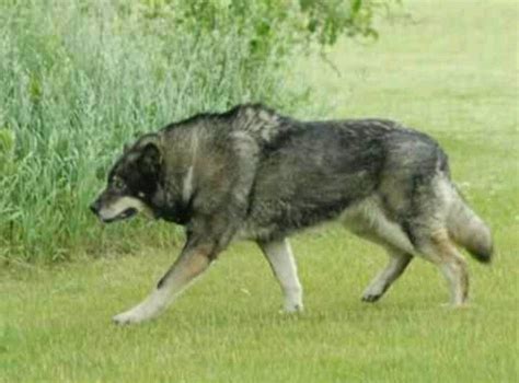 Adult wolf hybrid | Hybrid dogs, Wolf dog, Wolf hybrid