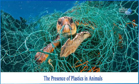 What happens when an animal eats plastic - Netsol Water