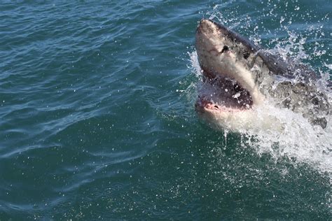 Search is on for Australian surfer after shark attack