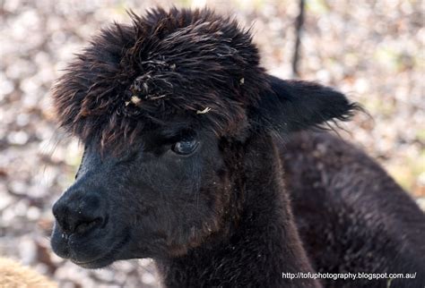 Tofu Photography: Cute black Alpacas in Hamilton Valley, Albury, NSW