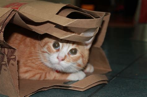 someone let the cat out of the bag... pyro playing in a trader joe's bag | Trader joes, Cats, Bags