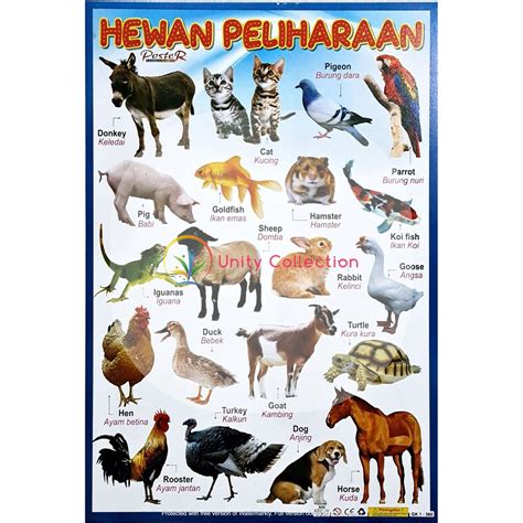 Poster Edukasi Anak Hewan Peliharaan | Lazada Indonesia