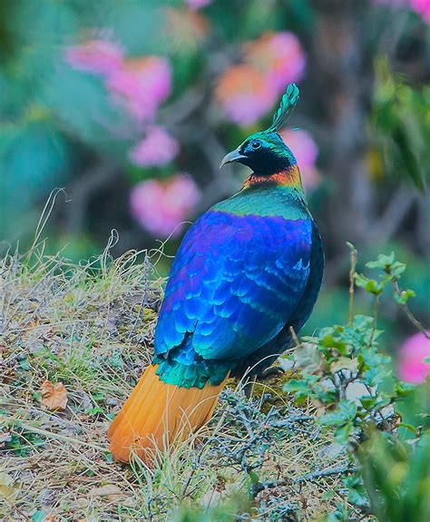 Himalayan Monal, Male | Lophophorus impejanus or Monal is ar… | Flickr