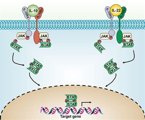 Frontiers | IL-10 and IL-22 in Mucosal Immunity: Driving Protection and ...