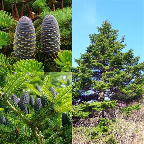 Seeds for Planting, Abies Koreana Seeds, Korean Fir Bulk Wholesale Seeds. - Etsy