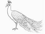 Easy Peacock Coloring Page  sketch template