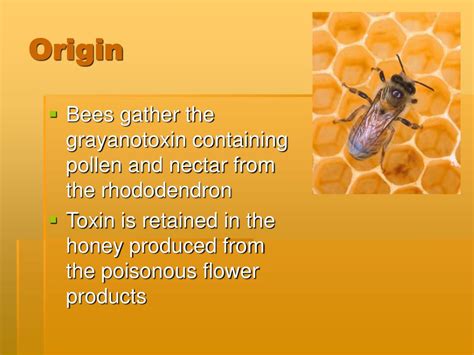 PPT - Mad Honey Poisoning PowerPoint Presentation, free download - ID:1201723