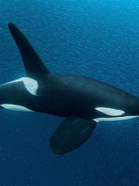 Orca Underwater Wallpaper