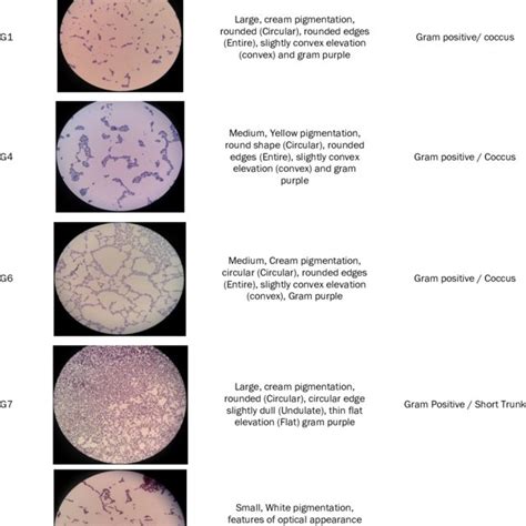 Results of Gram staining of protease enzyme bacteria which have the ...