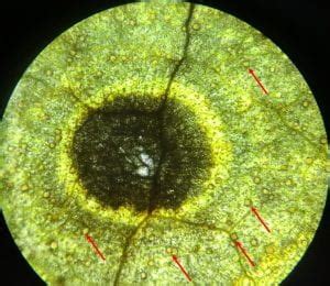 Phoma Leaf Spot and Root Rot of Table beet | Cornell Vegetables