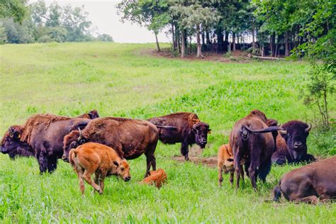 Tatanka Bison Ranch