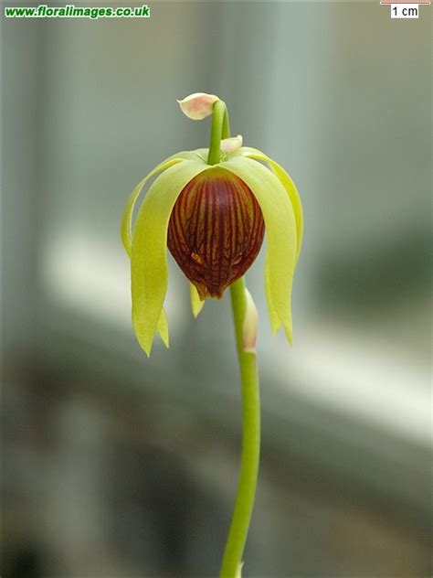 Darlingtonia californica, picture 1 of 2