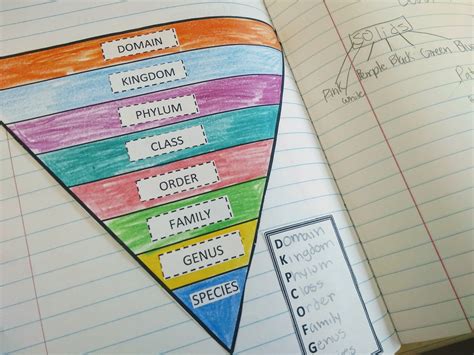 Classifying Organisms: Teaching Taxonomic Classification – Sockmonkey ...