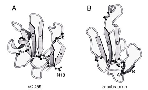 Three-dimensional solution structure of the extracellular region of the ...