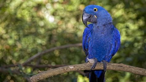 Amazon Tropical Rainforest Animals - 26 best Animals and plants that ...