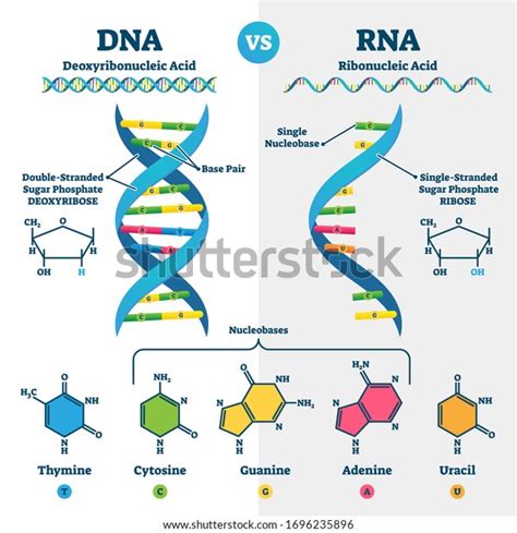 Dna Vs Rna Vector Illustration Educational Stock Vector (Royalty Free ...