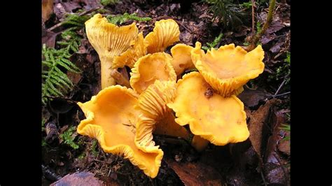 How to find Chanterelle Mushrooms in north Michigan Cantharellus cibarius - YouTube