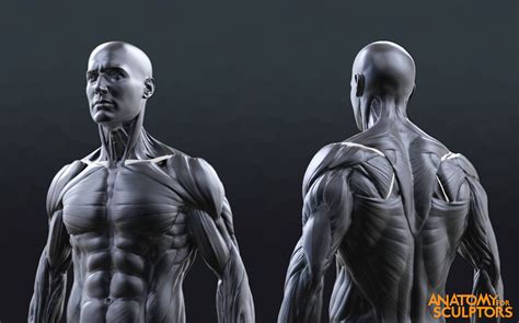 Anatomy For Sculptors - Human Male Body 3D Model