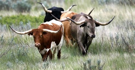 Cattle rustling on the rise in Oklahoma – Newstalk KZRG