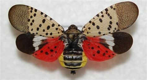 spotted lanternfly | Insects, Flying lantern, Moth