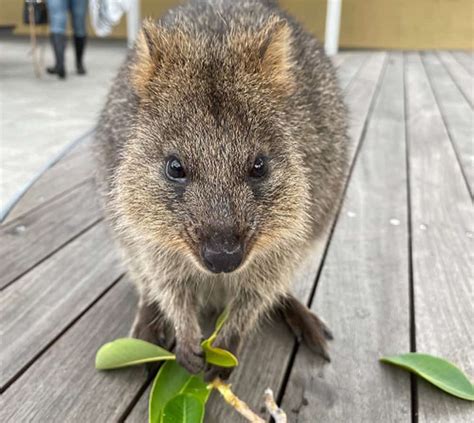 Quokka Facts for Kids | Facts About Quokkas