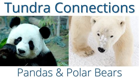 Actualizar 106+ images oso panda vs oso polar - Viaterra.mx