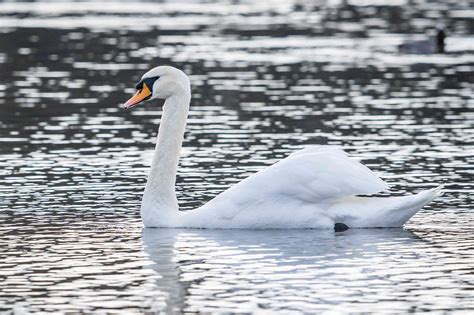 All About Swans