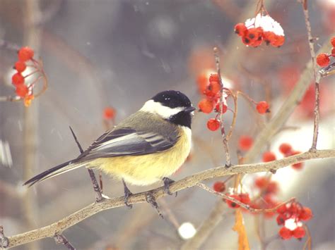 Winter for Black-Capped Chickadees | Finger Lakes Land Trust