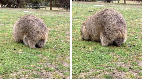 Baby Wombat Eats While Sitting In Mum's Pouch - YouTube