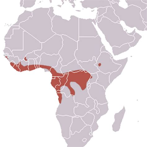 Hammer-Headed Bat Facts (Big-Lipped Bat)