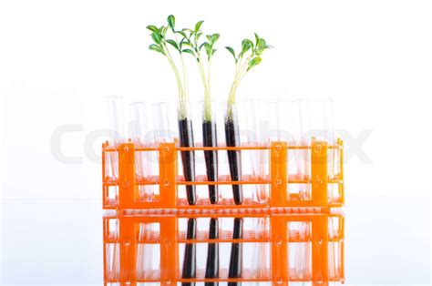 Lab experiment with green seedlings | Stock image | Colourbox
