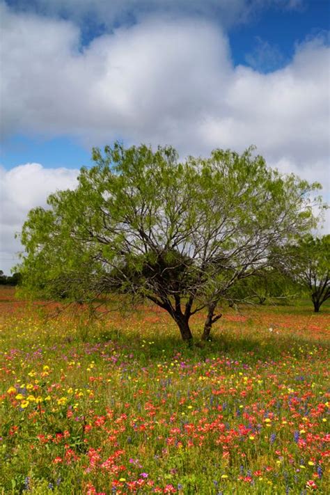 Mesquite tree & flowers, Atascosa County, Texas | Mesquite tree, Scenery, Texas trees