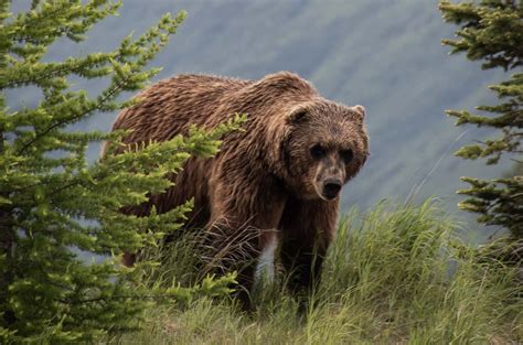 Banff bear attack was first such attack in decades at Banff National ...