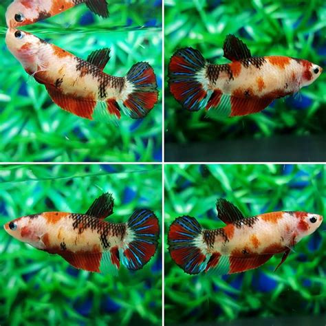 Betta Fish Care - All Helpful And Interesting Information ~ Betta Aquarium King