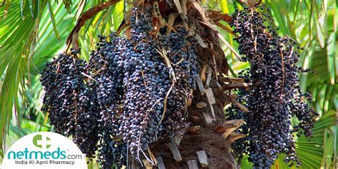 Acai Berry: Health Benefits, Nutrition, Recipes And Side Effects (2022)