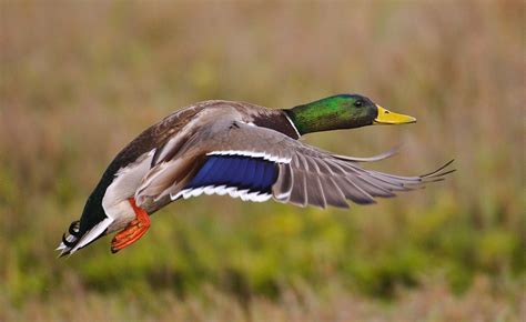 To a Waterfowl by William Cullen Bryant, born November 3, 1794 | Harbors of Heaven