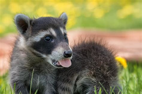 Help Reuniting a Raccoon Baby with its Mother – Greenwood Wildlife ...