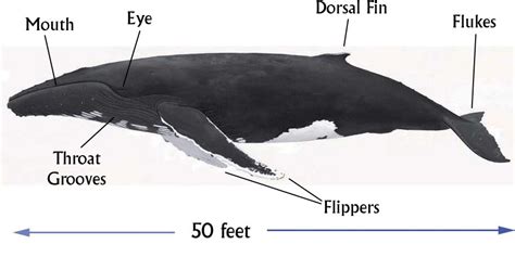 Humpback Whale Anatomy - Anatomy Book