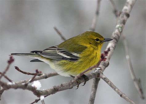 Pine Warbler Male | We rarely see snow accumulations in Char… | Flickr