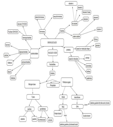 Biomolecules Concept Map Worksheet | The Best Porn Website