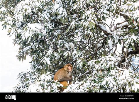 Latest views of Snowfall in Shimla Stock Photo - Alamy