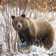 Grizzly Bear in Snow